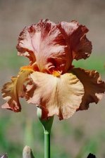 Orange-Yellow Iris 2.jpg