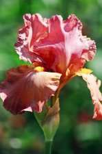 Peach Iris 1.jpg