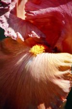 Peach Iris 2.jpg