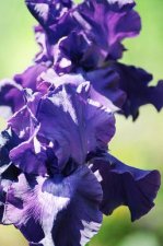 Purple Iris 1.jpg