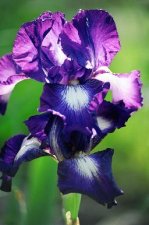 Purple-White Iris 1.jpg