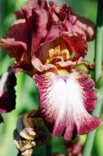 Red-White Iris 1.jpg