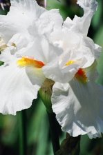 White Iris 1.jpg