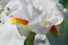 White Iris 2.jpg