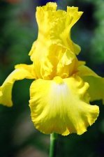Yellow Iris 1.jpg