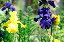 Yellow & Purple Irises.jpg