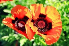 Poppies 1.jpg