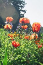 Poppies 2.jpg