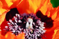 Poppy & Bee 1.jpg