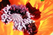 Poppy & Bee 3.jpg