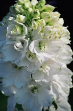 White Delphinium 1.jpg