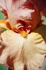 Orange-Yellow Iris 1.jpg