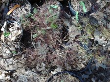 Red Pygmy on left 3-25-03.JPG