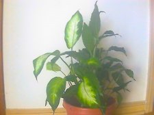 plants4.jpg