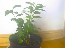 plants6.jpg