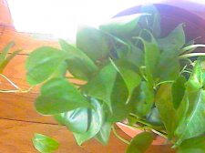 plants8.jpg