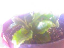plants5a.jpg