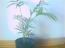 plantpalm1.jpg