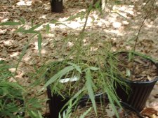 Koto-no-ito 6-4-03.JPG