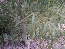 Img_1194.jpg