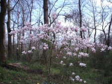 IMAG0017.JPG