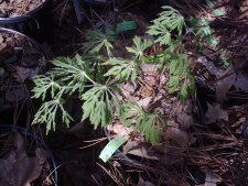 Oregon Fern 3-28-03.JPG