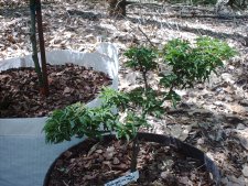 Shishigashira in a Root Trapper 4-16-03.JPG