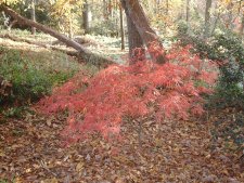 Ornatum Nov. 2002.jpg