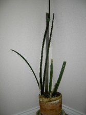 Pict0028.JPG
