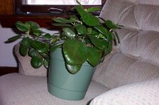 unknownplant.jpg