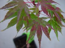 barbara leaf.JPG
