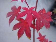 deshojo leaf.JPG
