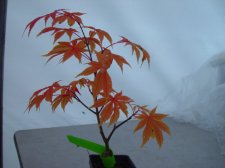 'Kurabu yama'.JPG