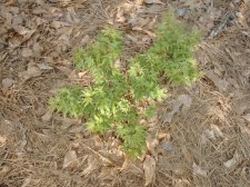 'Sharp's Pygmy' 4-18-04.JPG