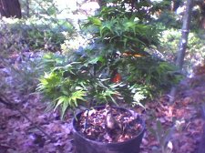 Maples(01).jpg