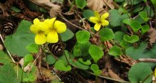 viola_sempervirens.jpg