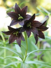 Fritillaria camschatcensis.JPG