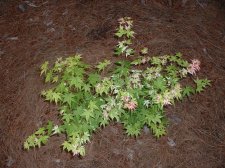 japenese maples 007.jpg