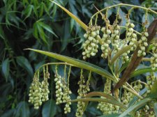 stachyurus1.jpg