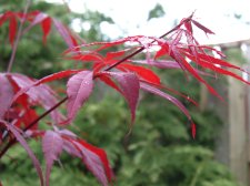 A P ATROPURPUREUM 1.jpg