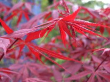 A P ATROPURPUREUM 2.jpg