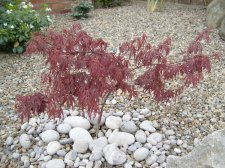 dissectum atropurpureum.jpg
