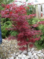 atropurpureum3.jpg