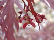 Garnet seeds.jpg