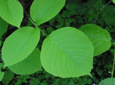 styrax_ob.jpg