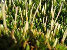 Coprosma.jpg