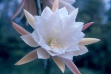 epiphyllum1.jpg