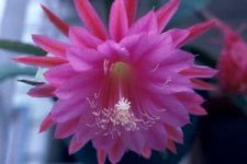 epiphyllum2.jpg