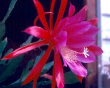 epiphyllum3.jpg