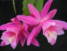 epiphyllum4.jpg